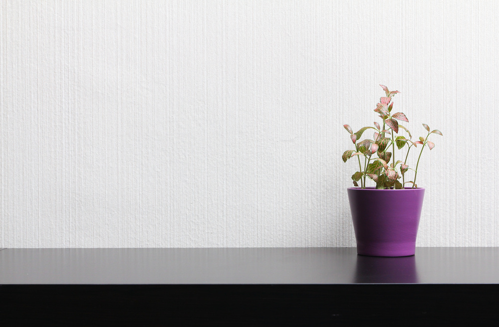 室内植物养护